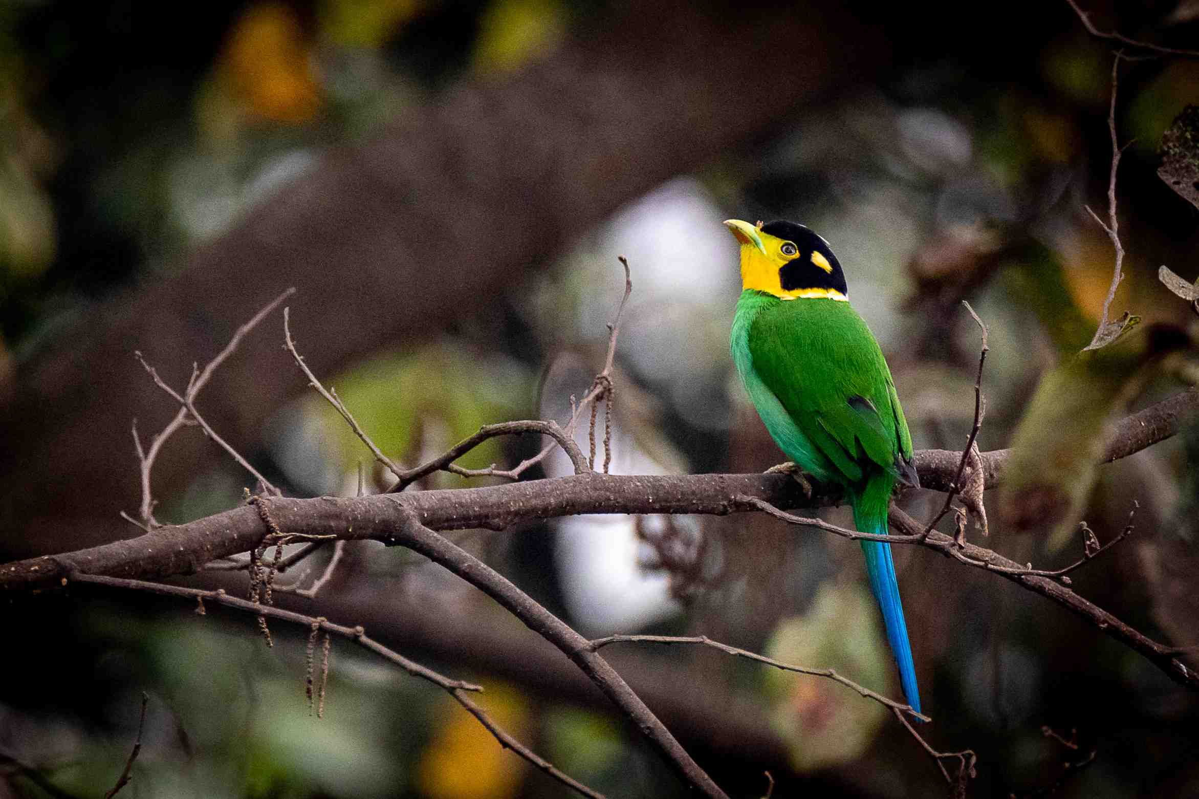 Bird Watching in India