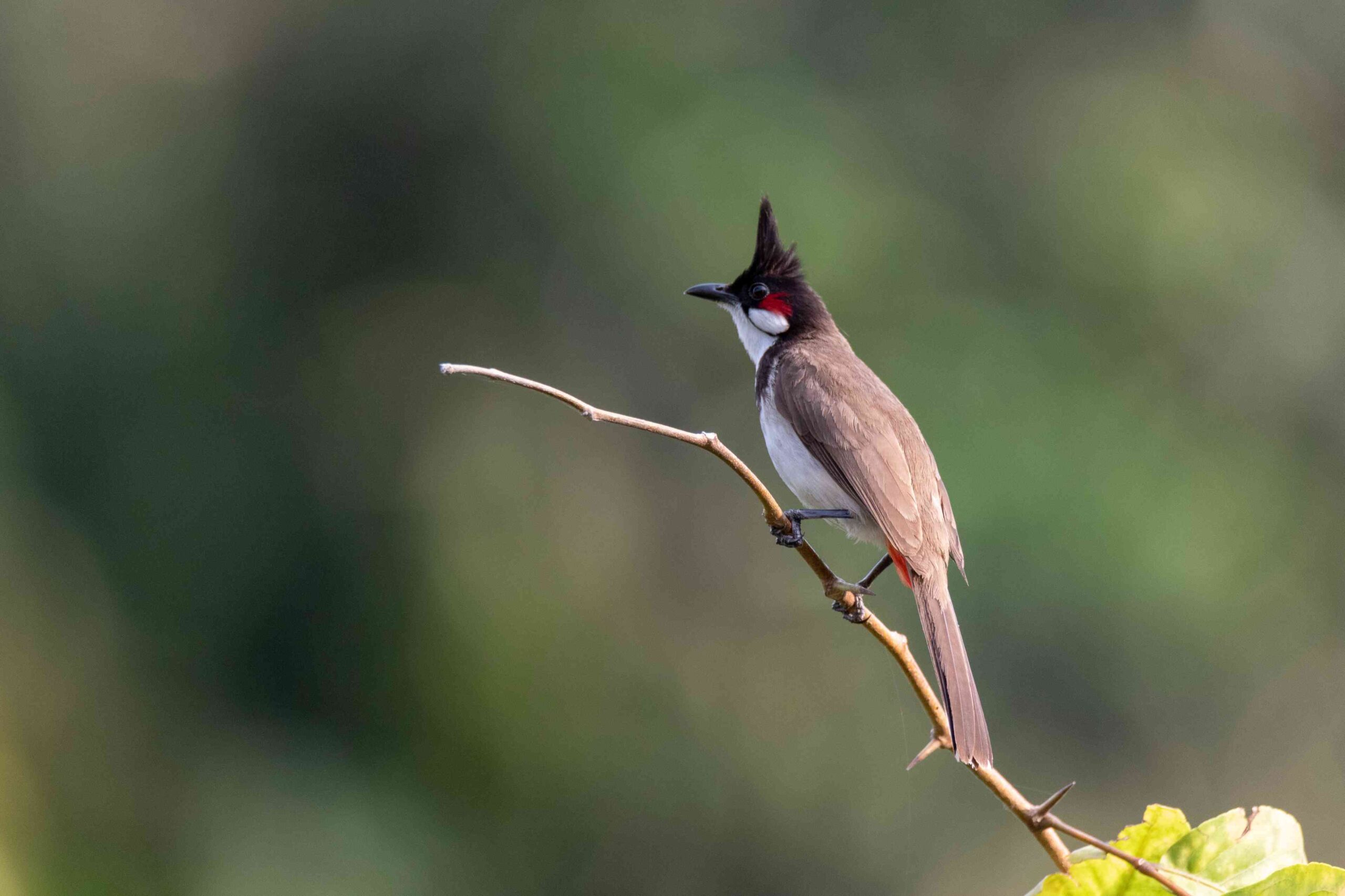 Chasing the birders of Nepal