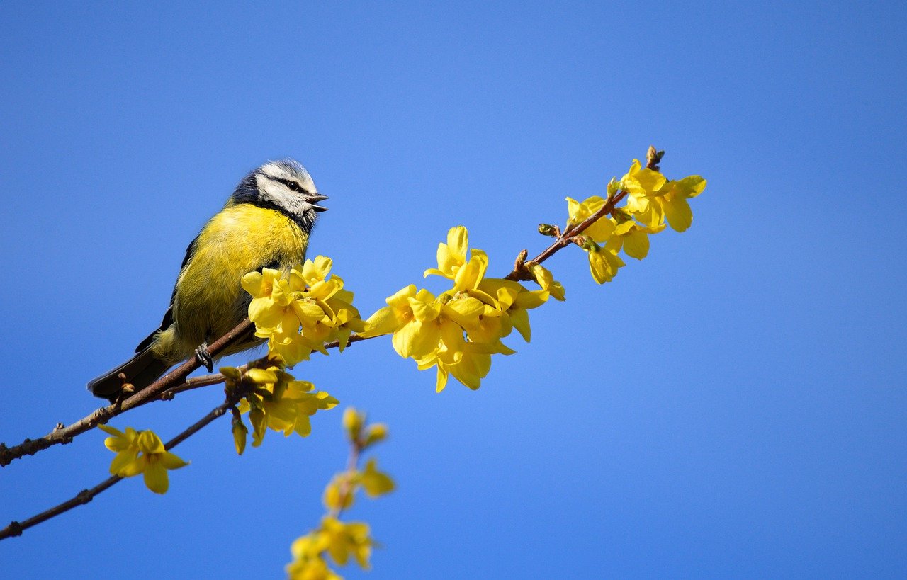 What are the 5 types of birds?