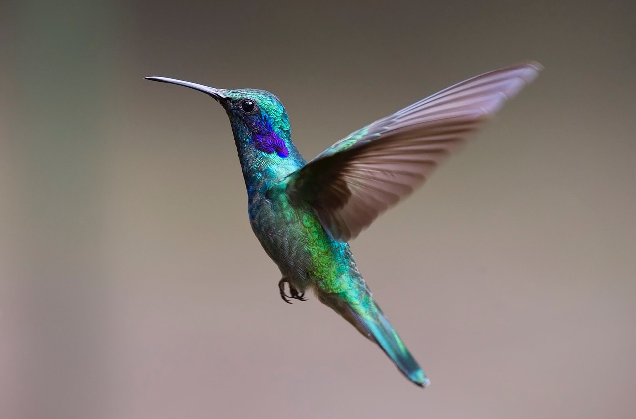 What are 10 interesting facts about birds?