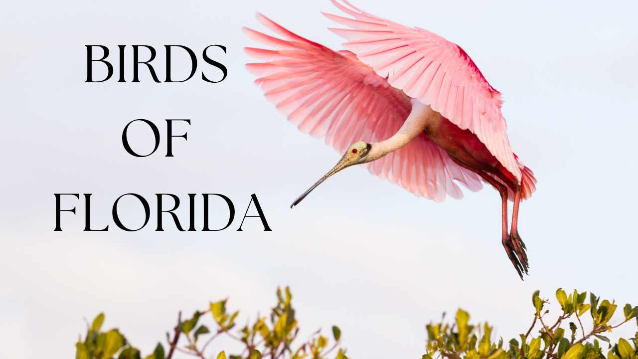 Birds of Florida