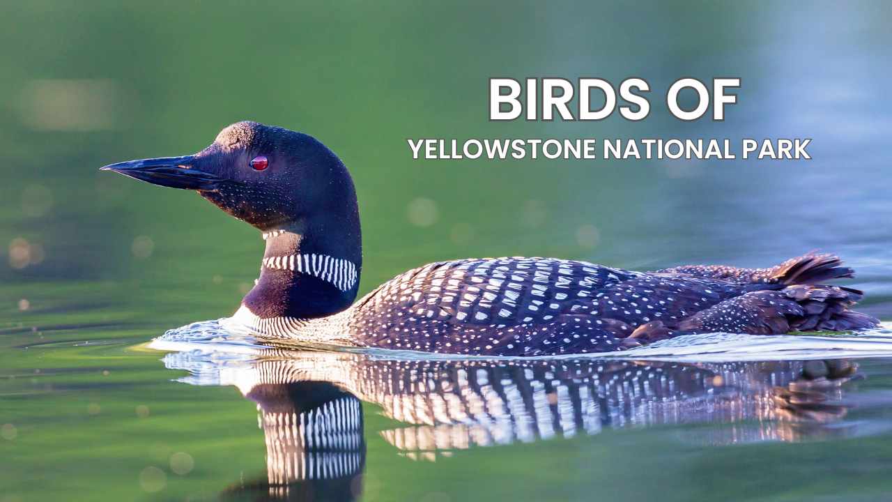 Birds of Yellowstone National Park - The Ornithology