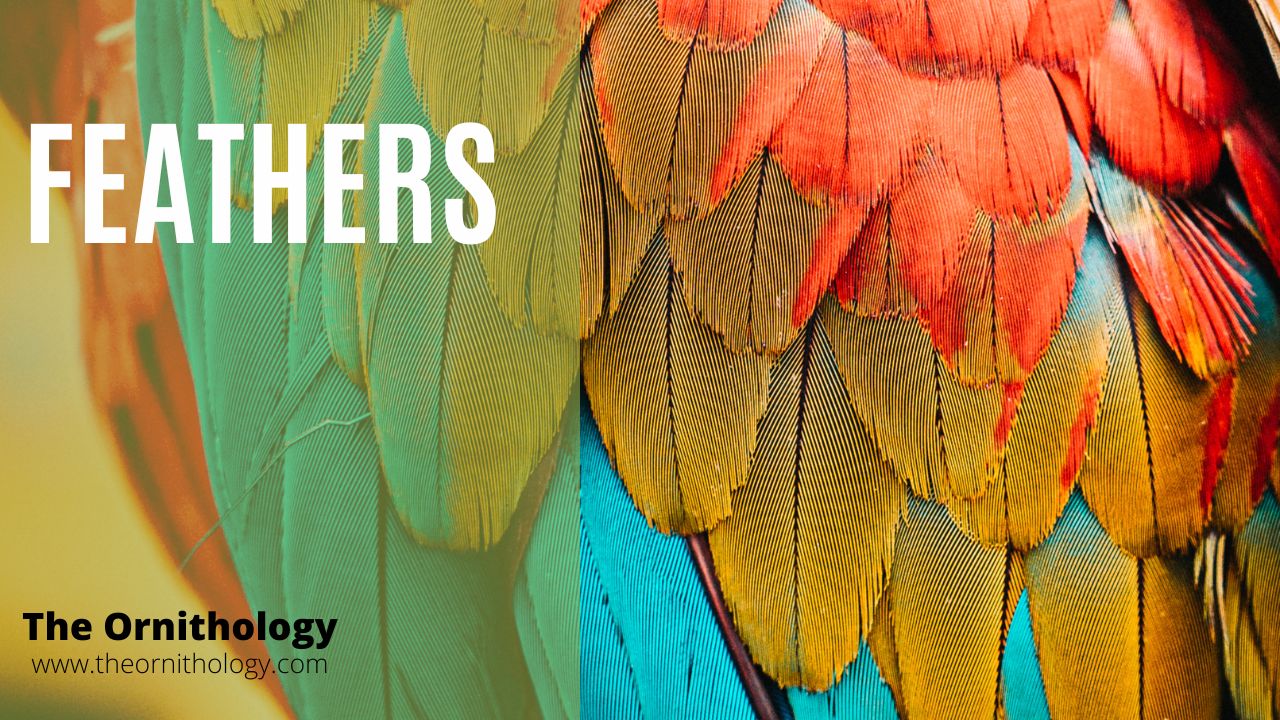Feather and Plumage The Ornithology