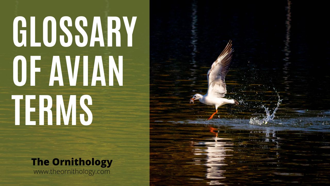 Glossary of Avian Terms The Ornithology