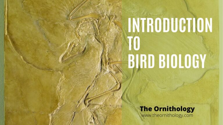 Introduction to Bird Biology