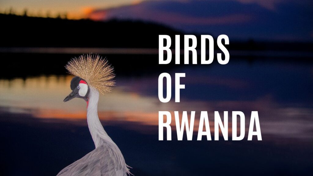 Birds-of-Rwanda