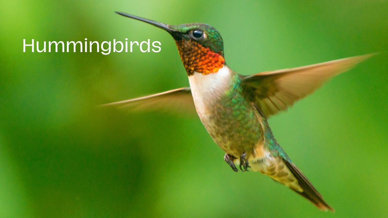 World of Hummingbirds