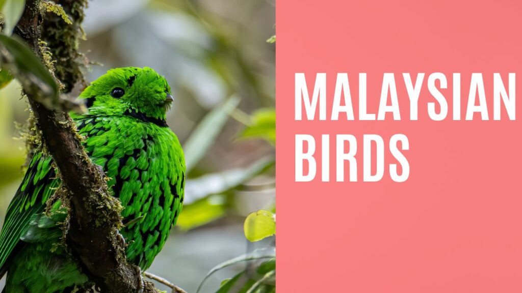 birds of Malaysia