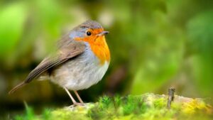 Red Robin Bird - The Ornithology